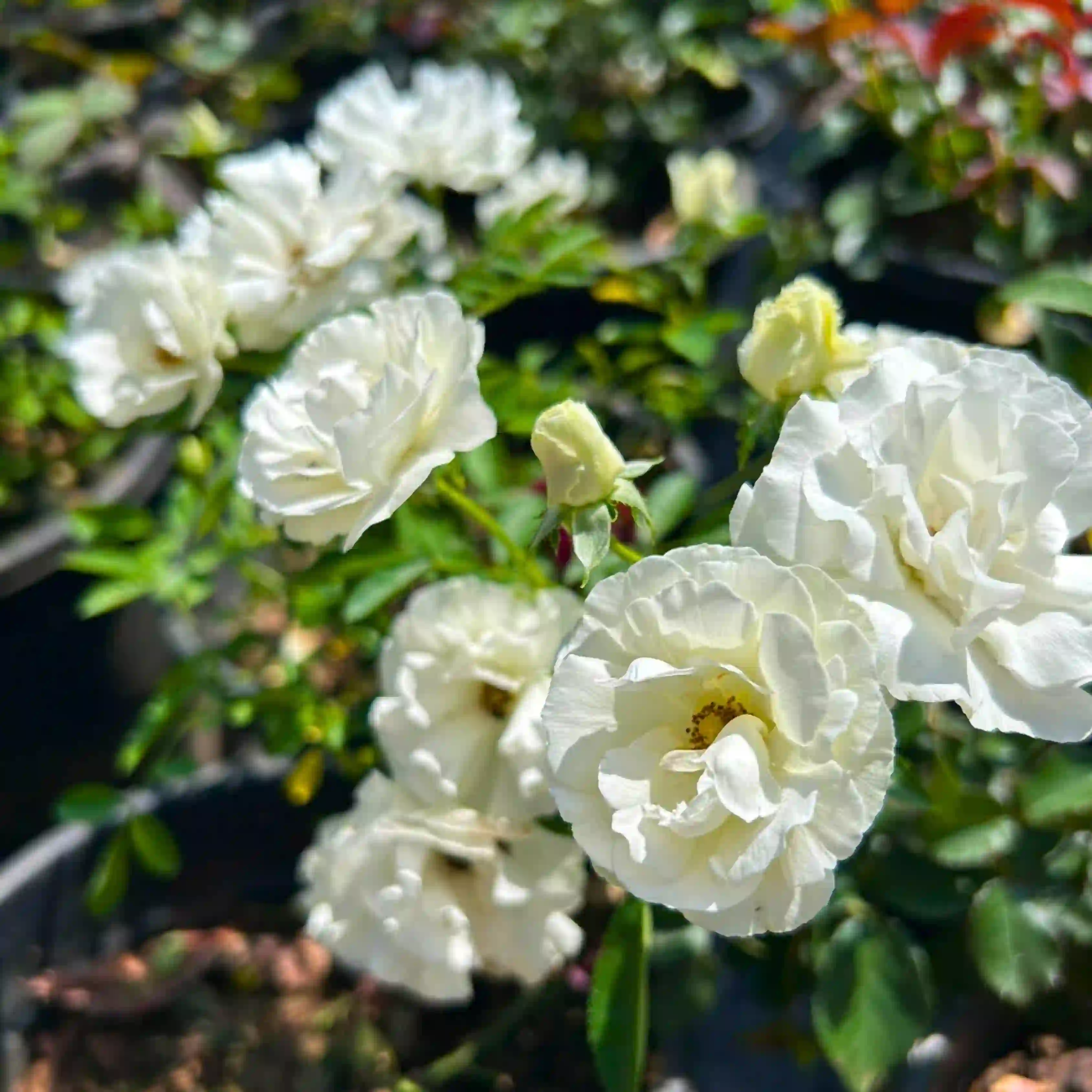 Rose summer snow
